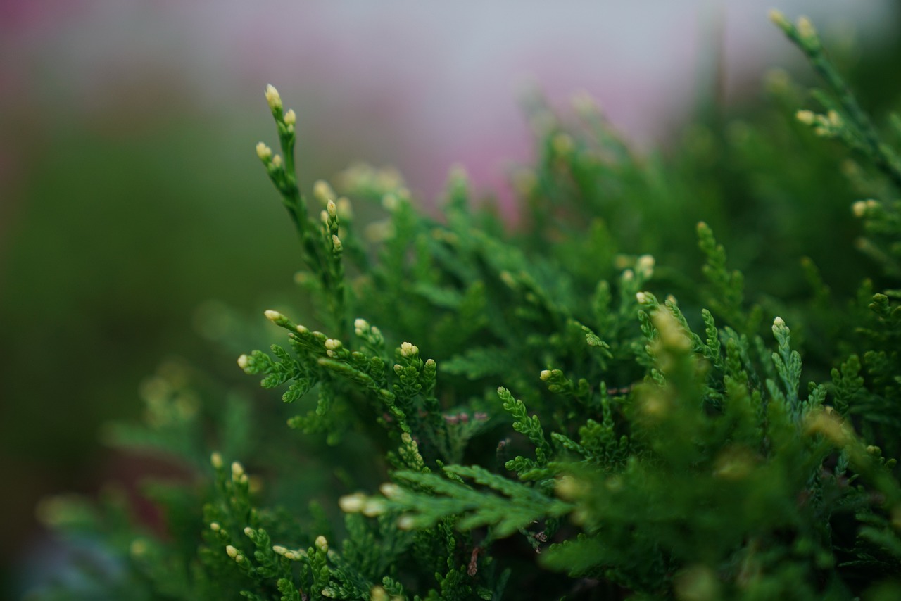 Ontdek de diversiteit van coniferen voor jouw tuin